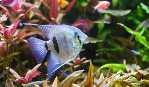 avantage plante artificielle aquarium 1 thumbnail