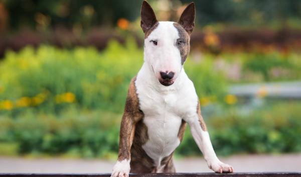 Bull terrier: caractère, éducation et santé