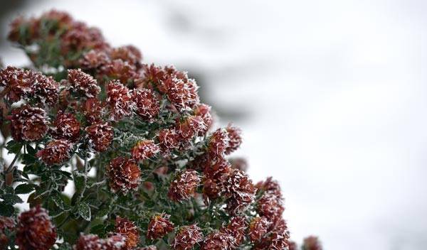 Entretien : comment prendre soin du chrysanthème pendant l’hiver