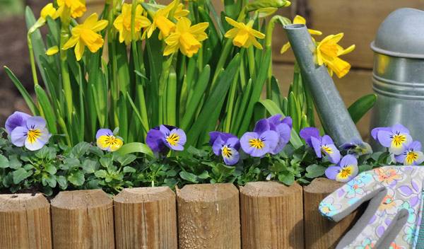 Pensées et jonquilles soulignées par une jolie bordure en demi-rondins de bois - © Coco - stock.adobe.com