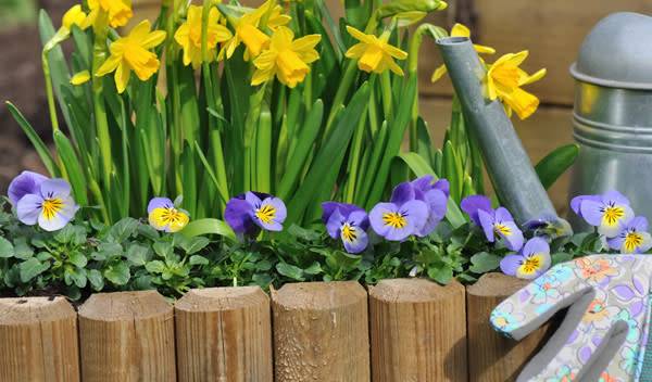 Pensées et jonquilles soulignées par une jolie bordure en demi-rondins de bois - © Coco - stock.adobe.com