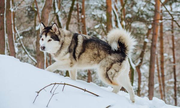 Les 10 races de chiens qui aiment l'hiver