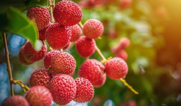 Les bienfaits du litchi