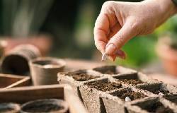 Semer des graines de plantes potagères