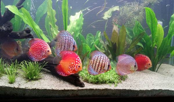 aménager aquarium discus 1 thumbnail