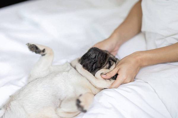 Le massage du chien