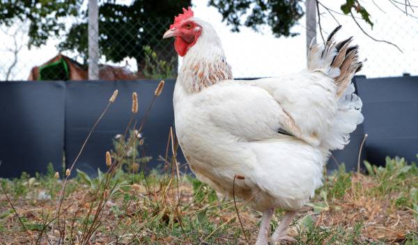 Installer un poulailler dans son jardin : que dit la réglementation