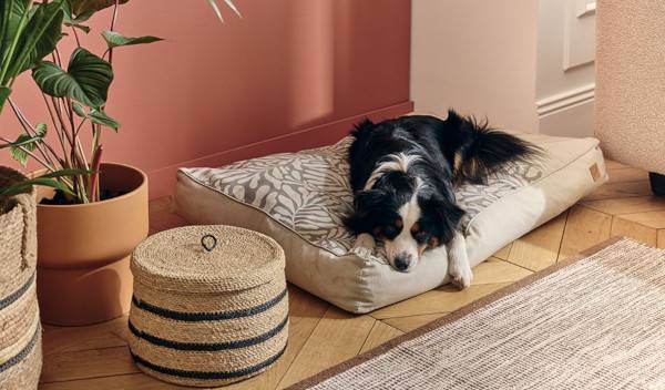 Comment intégrer un panier pour chien dans votre déco