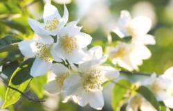 Fleurs de philadelphus