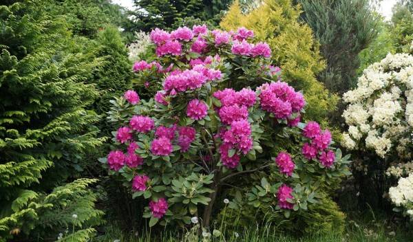 Rhododendron : plantation, entretien et taille - Jardiland