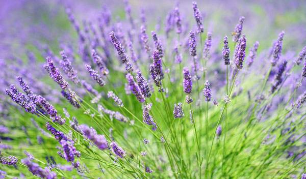 Comment bouturer la lavande pour profiter à l'infini de sa beauté chatoyante et de son parfum inimitable - © Hans - pixabay.com