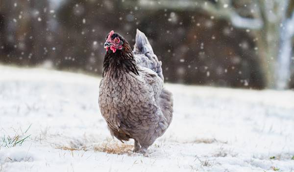 proteger-ses-poules-en-hiver