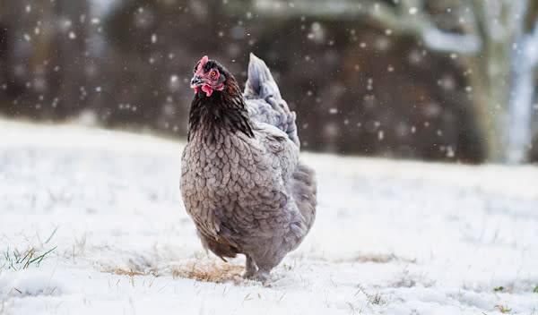 proteger-ses-poules-en-hiver