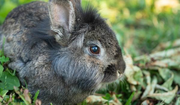 Comment installer son lapin nain en extérieur