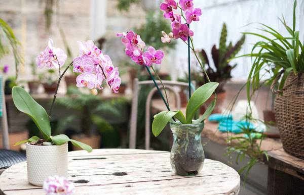 # Orchidée : rempotage, arrosage et entretien - © Nelly - stock.adobe.com