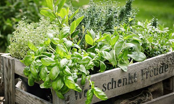 Créer une jardinière aromatique à partir de palettes © exclusive-design - stock.adobe.com