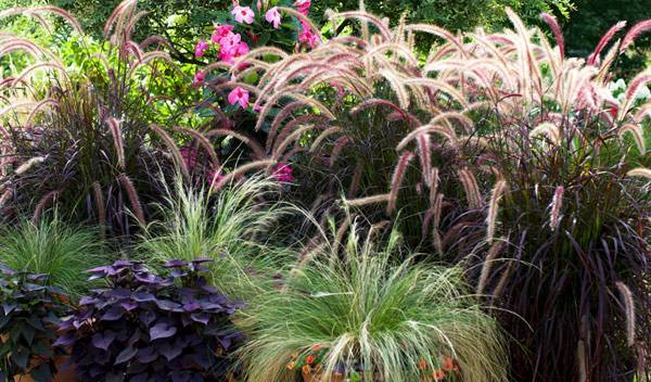 Stipa et Pennisetum composent un magnifique tableau, un bel exemple de ce que la culture de graminées en pot peut offrir de meilleur - © Molly Shannon - stock.adobe.com