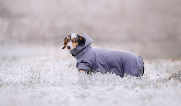 Comment bien promener son chien en hiver