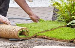 Etapes de pose de gazon naturel en rouleaux dans un jardin