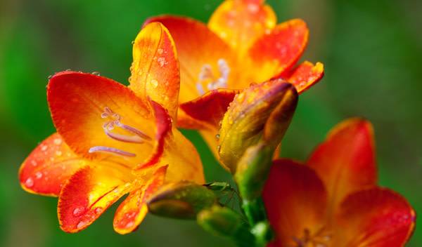 Freesia : plantation, entretien et arrosage