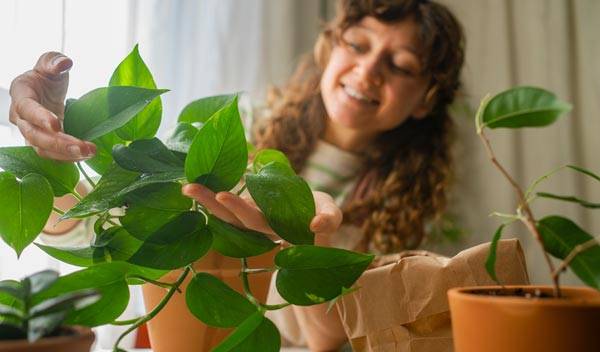 Pothos et Scindapsus  : entretien, arrosage, rempotage
