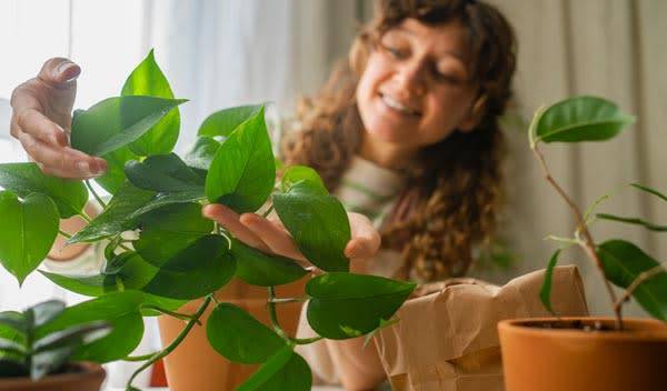 Pothos et Scindapsus : entretien, arrosage, rempotage