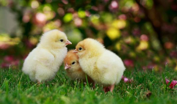 Comment nourrir un poussin