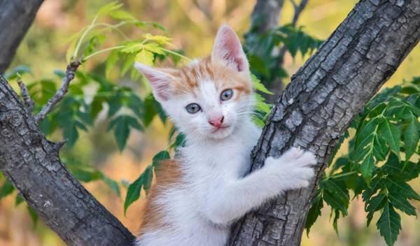 Comment éduquer un chaton ?