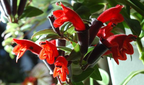 Aeschynanthe (Aeschynanthus) : rempotage, entretien et exposition