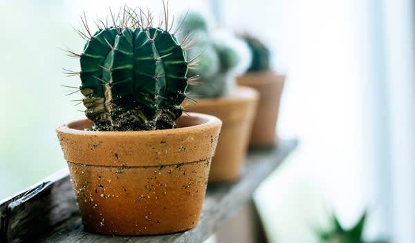 Cactus