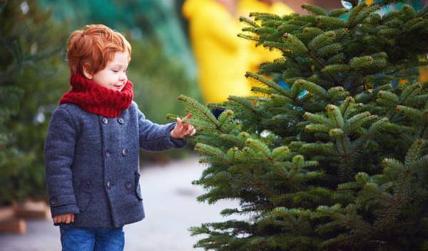 Quel sapin de Noël naturel choisir ?