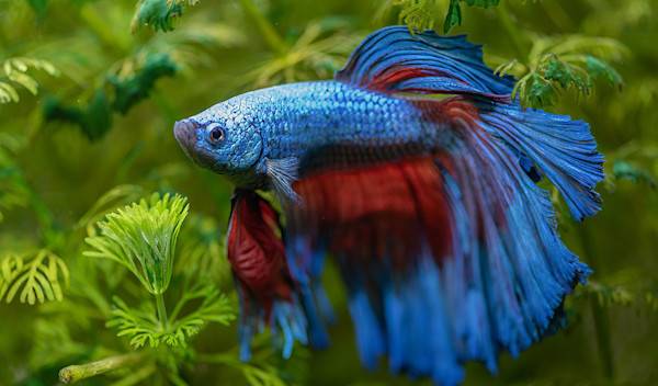 Les 8 poissons les plus adaptés pour les aquariophiles débutants