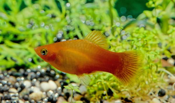 platy 1 thumbnail