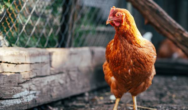 Comment protéger son poulailler des renards