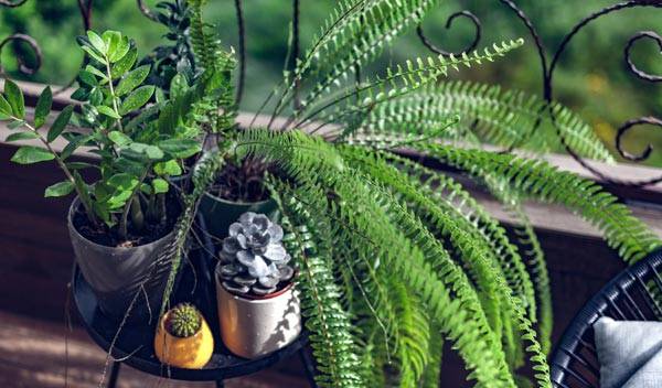 Peut-on mettre les plantes d'intérieur à l'extérieur ?