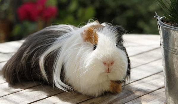 Le cochon d’Inde Shelty