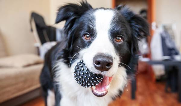 croquettes chien dents sensibles 1 thumbnail
