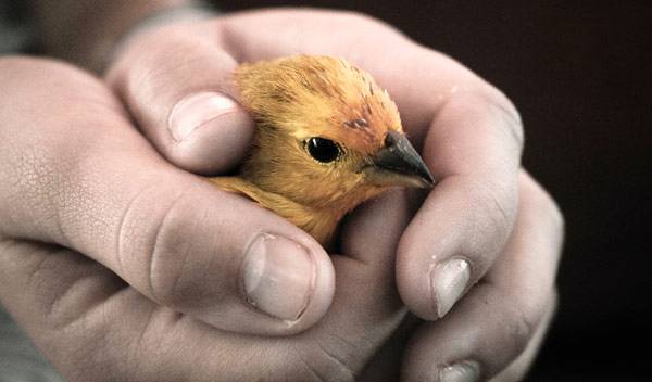 Apprivoiser un canari