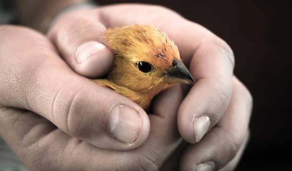 Apprivoiser un canari