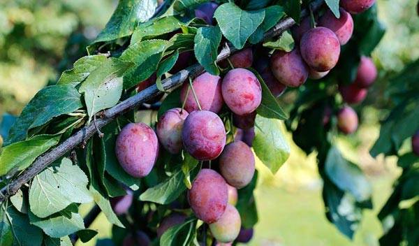 Les 7 bienfaits des prunes