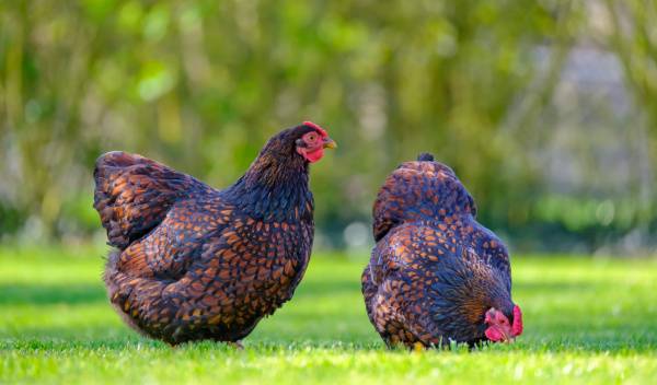Ma poule perd ses plumes : que faire