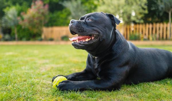 Comment aménager son jardin pour son chien