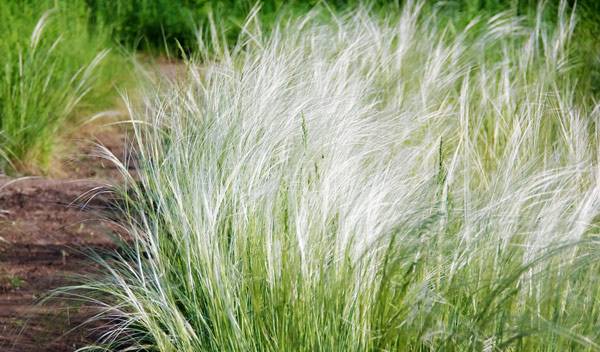 Légèreté et naturel au jardin avec la présence de Stipa tenuifolia, une graminée de charme - © Repina Valeriya - stock.adobe.com