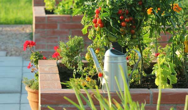 Comment gérer la canicule au potager ?