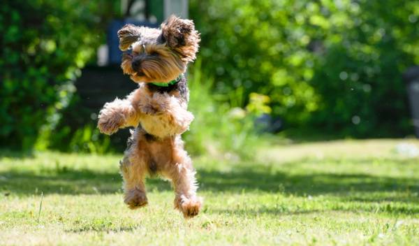 yorkshire terrier 1 thumbnail