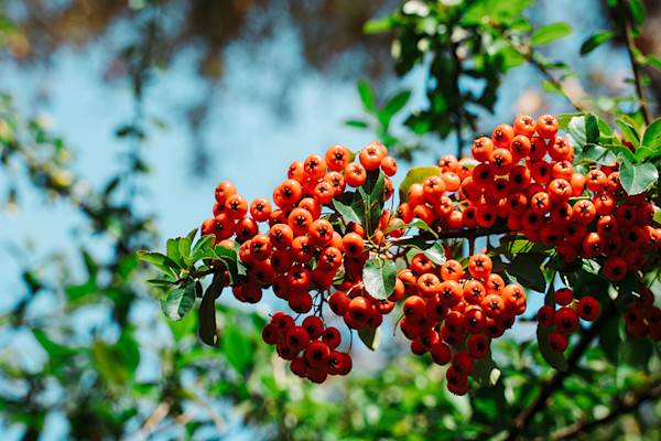 Cotonéaster