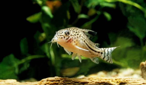 aquarium corydoras 1 thumbnail