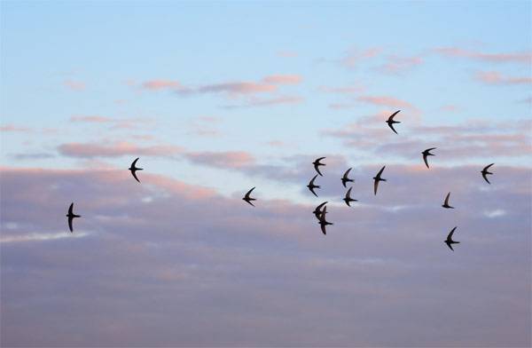 15 oiseaux migrateurs qui passent en France