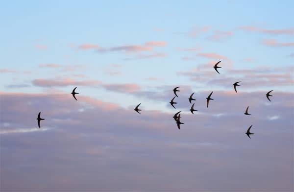 15 oiseaux migrateurs qui passent en France