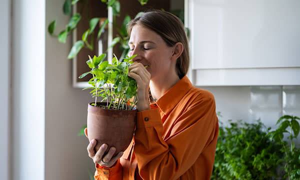 Cultiver des plantes aromatiques en intérieur en hiver : un pur bonheur !